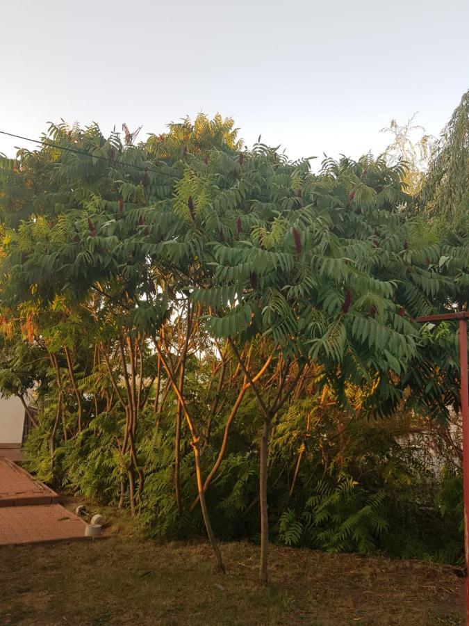 Vila Sura Razoare Сигишоара Экстерьер фото
